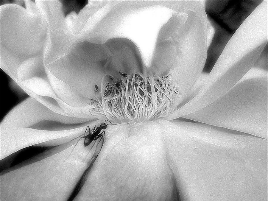 Intrigue Rose in Black and White Photograph by Louise Kumpf