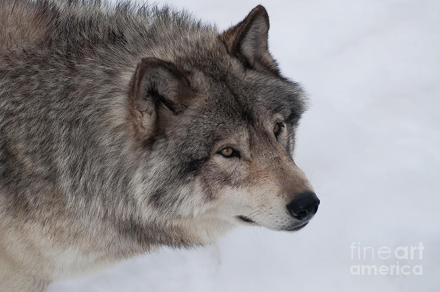 Wolves Photograph - Intrigued by Bianca Nadeau