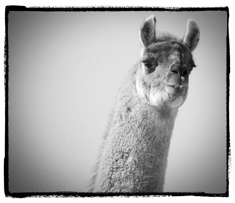 Intrigued Llama Photograph