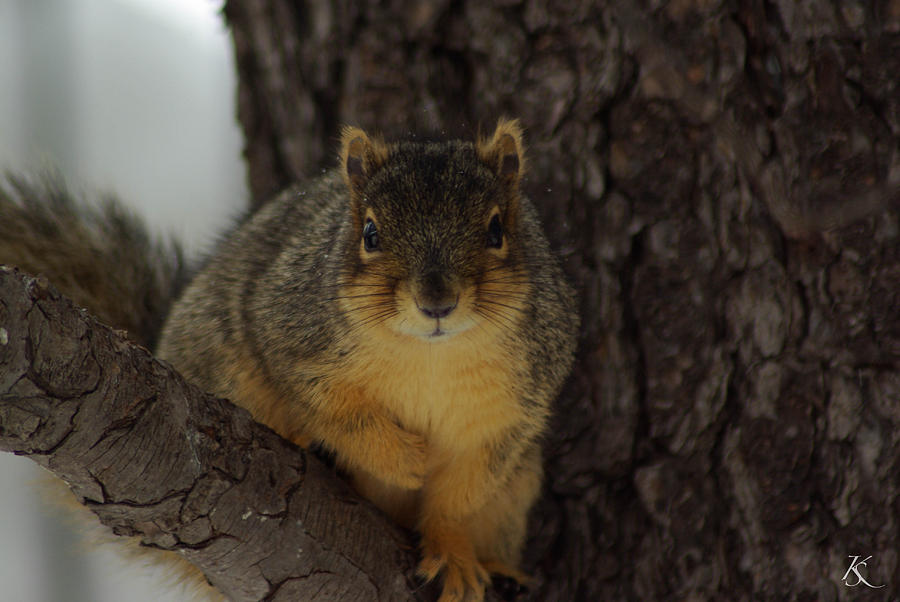Intrigued Squirrel  Photograph by Kelly Smith