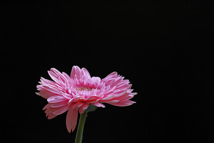 Intriguing Pink Photograph by Juergen Roth