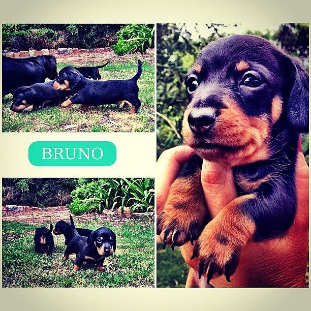 Dachshund Photograph - Introducing Bruno Green, Our New Family by Emma Green