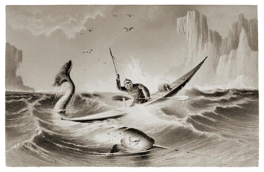 Inuit Hunting A Narwhal In A Kayak. Photograph by David Parker/science Photo Library