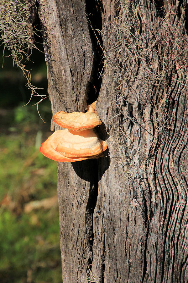 Invading Mushrooms Photograph by Rosalie Scanlon
