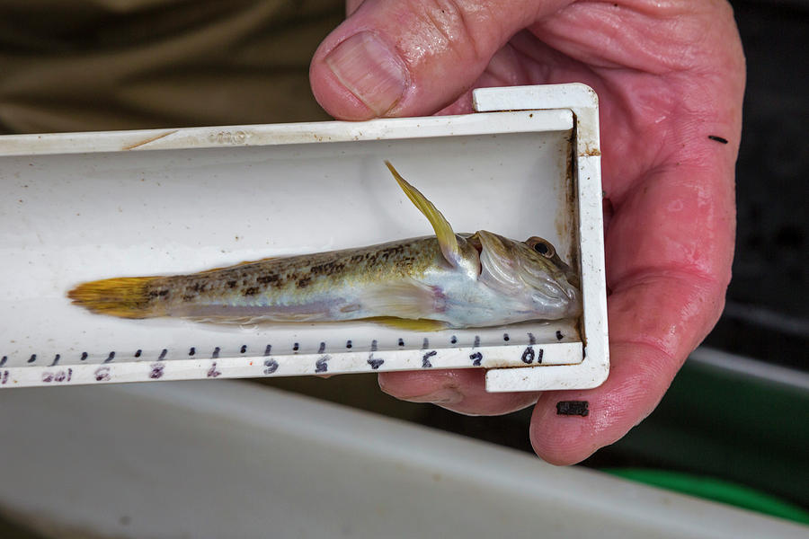 Invasive Goby Caught During Fish Survey Photograph by Jim West/science Photo Library