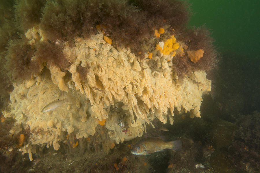 Invasive Tunicate, Gulf Of Maine Photograph by Andrew J. Martinez