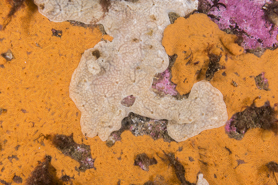 Invasive Tunicates Photograph by Andrew J Martinez