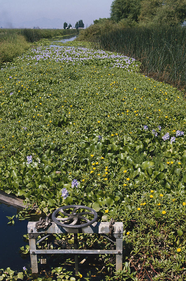Invasive Water Hyacinths Photograph by Richard Hansen