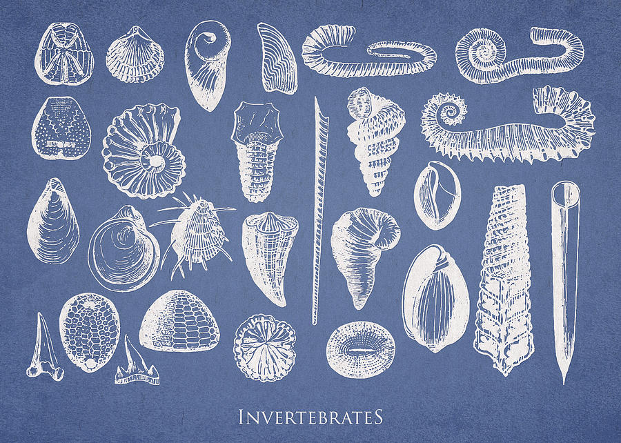 Shell Digital Art - Invertebrates by Aged Pixel