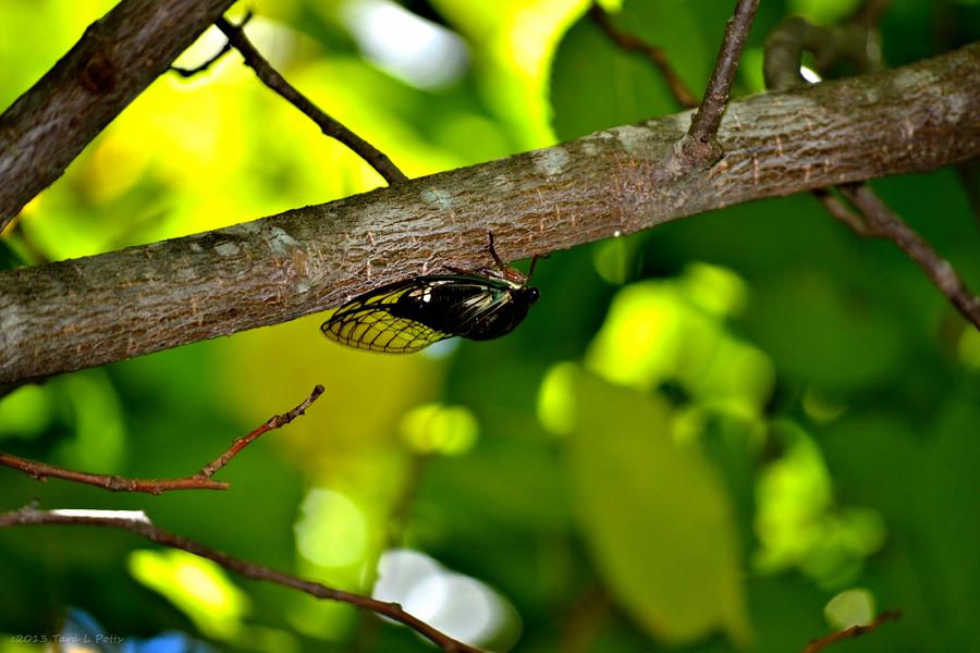 Inverted Cicada Photograph by Tara Potts