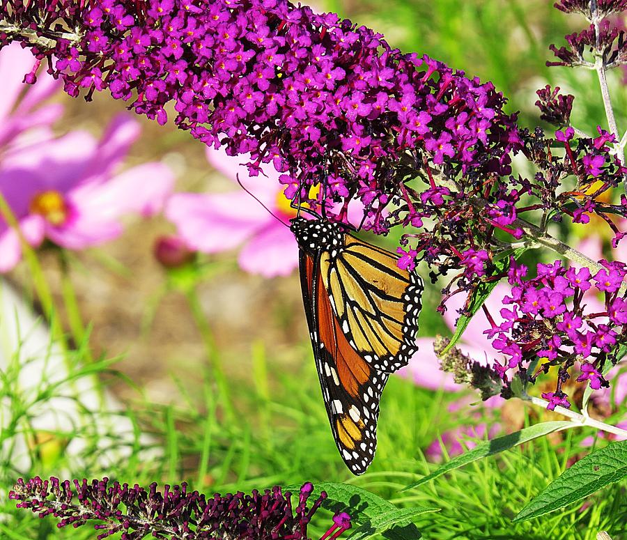 Inverted Monarch Photograph by MTBobbins Photography - Fine Art America