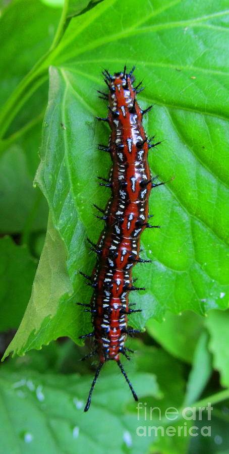Sith Caterpillar Photograph by Joshua Bales