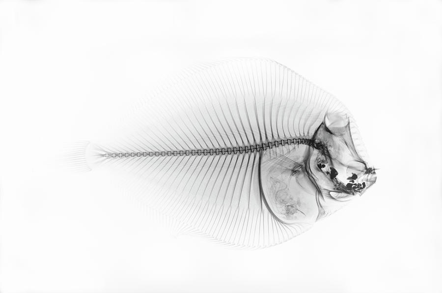 Black And White Photograph - Inverted X-ray Of A Flounder Fish by Mike Hill
