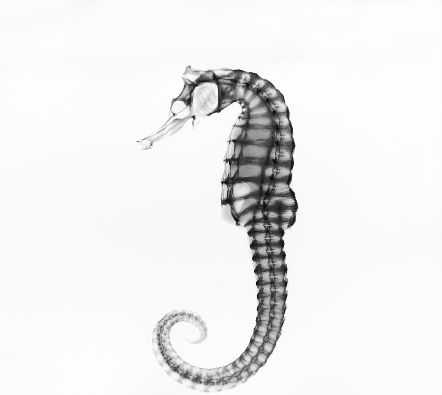 Inverted X-ray Of A Pacific Seahorse Photograph by Mike Hill
