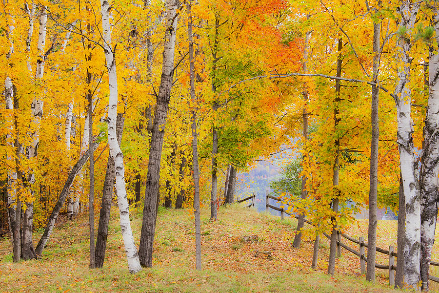 Inviting Autumn Woods Photograph
