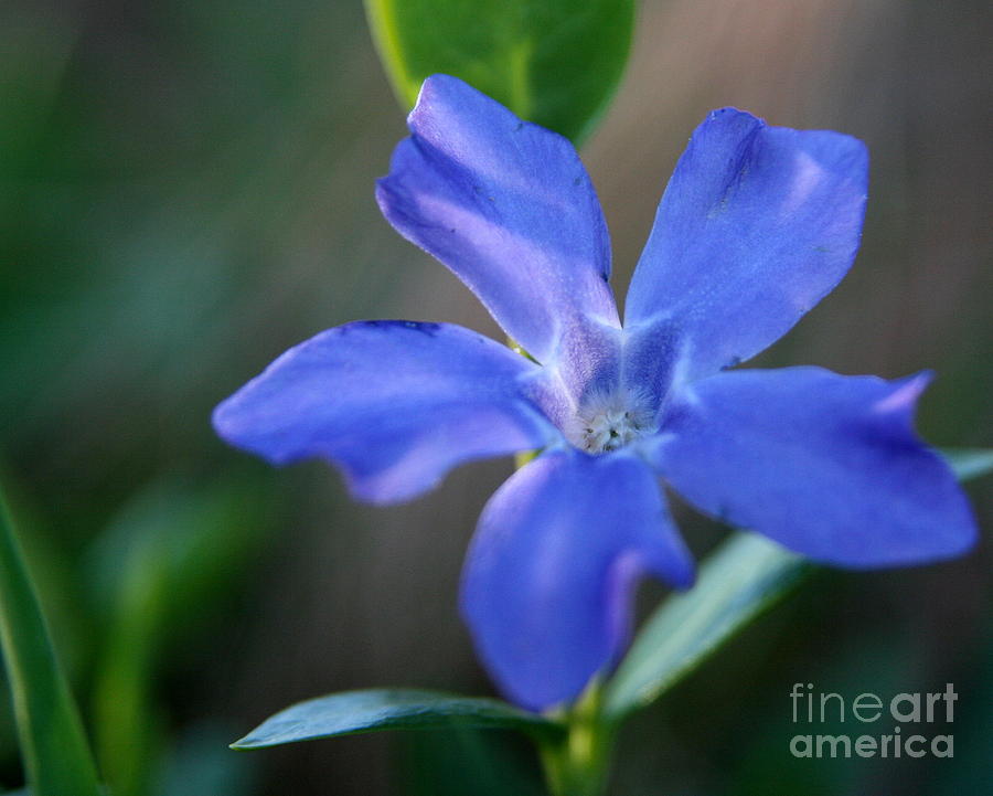 Nature Photograph - Inviting Blues  by Neal Eslinger