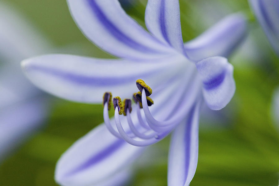 Agapanthus Lily,Inviting Friends Photograph by Rich Franco