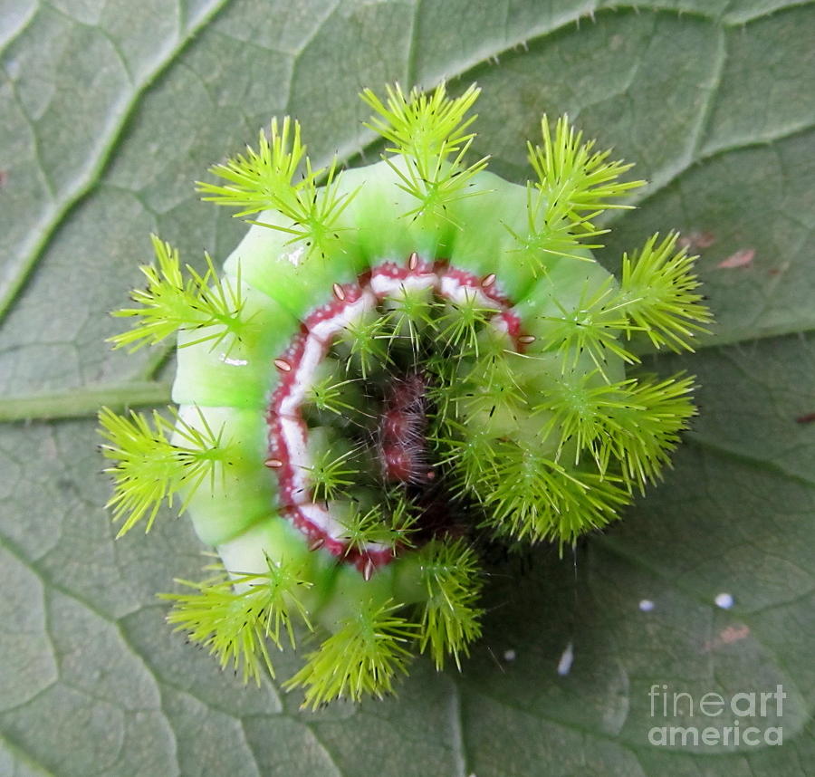 Watch out for the stinging Io moth caterpillars in South Florida
