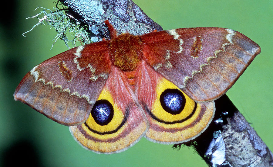 Io Moth Automeris Io Adult Female Photograph by Millard H. Sharp