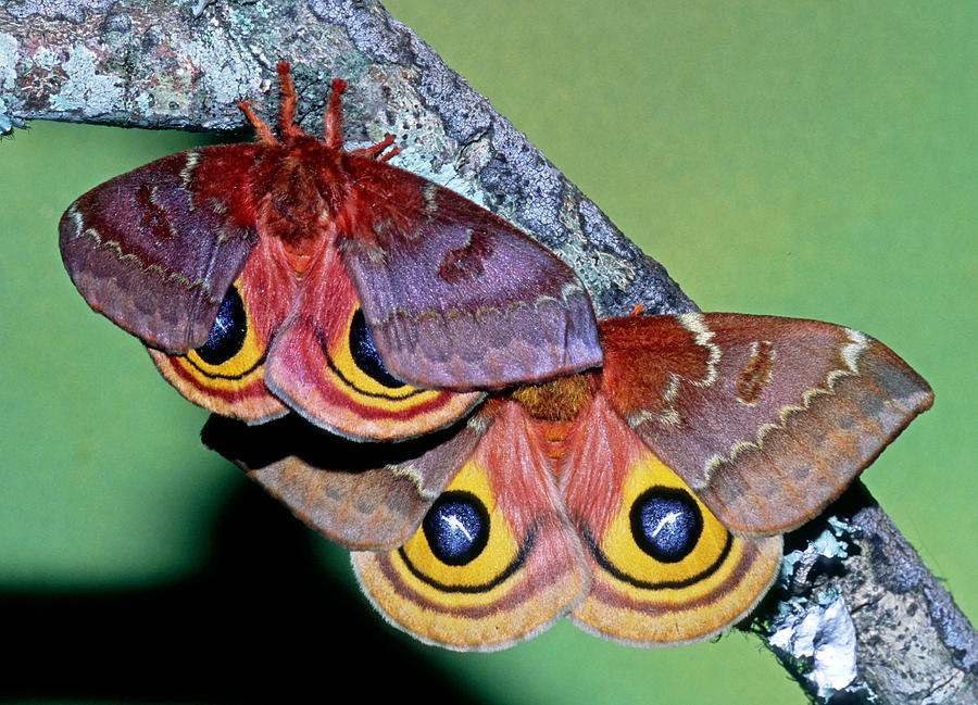 Io Moth Automeris Io Adult Females Photograph by Millard H. Sharp - Pixels