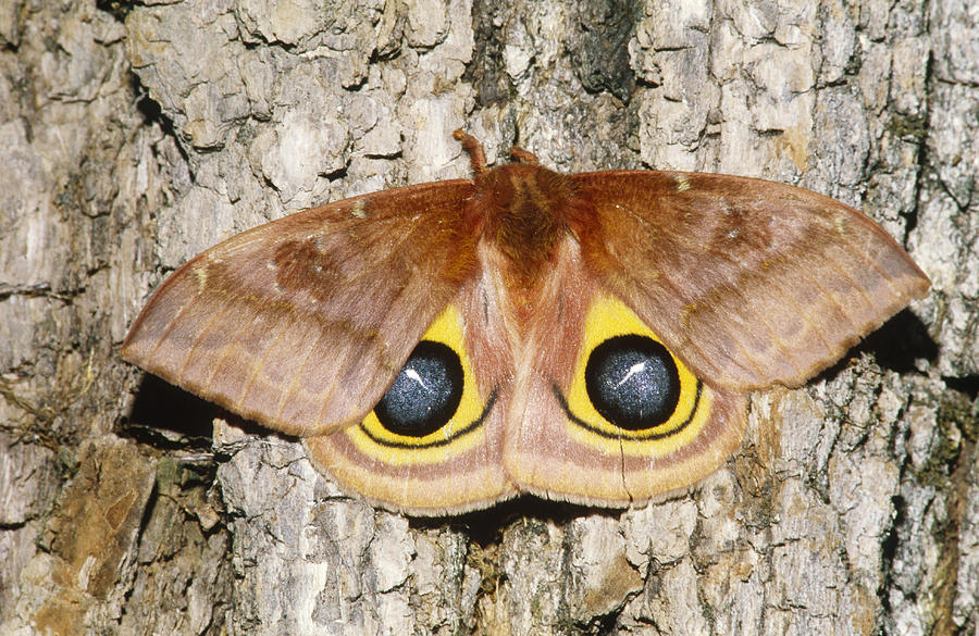 Sticker: IO Moth