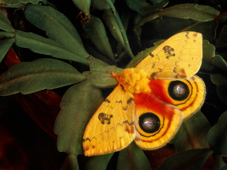Nature Photograph - IO Moth by David and Carol Kelly