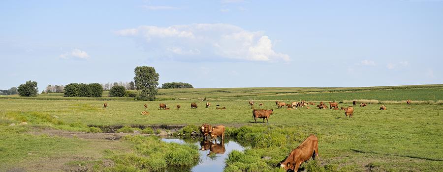 Iowa Cattle Ranch Photograph by Bonfire Photography