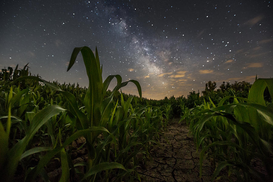 Iowa Corn Photograph by Aaron J Groen