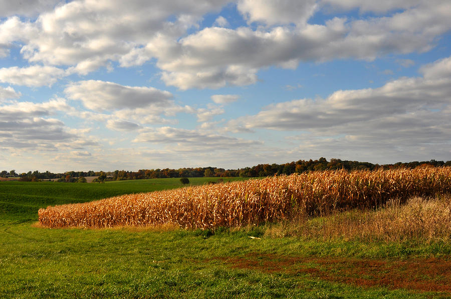 Iowa Corn field in Autumn Photograph by Diane Lent
