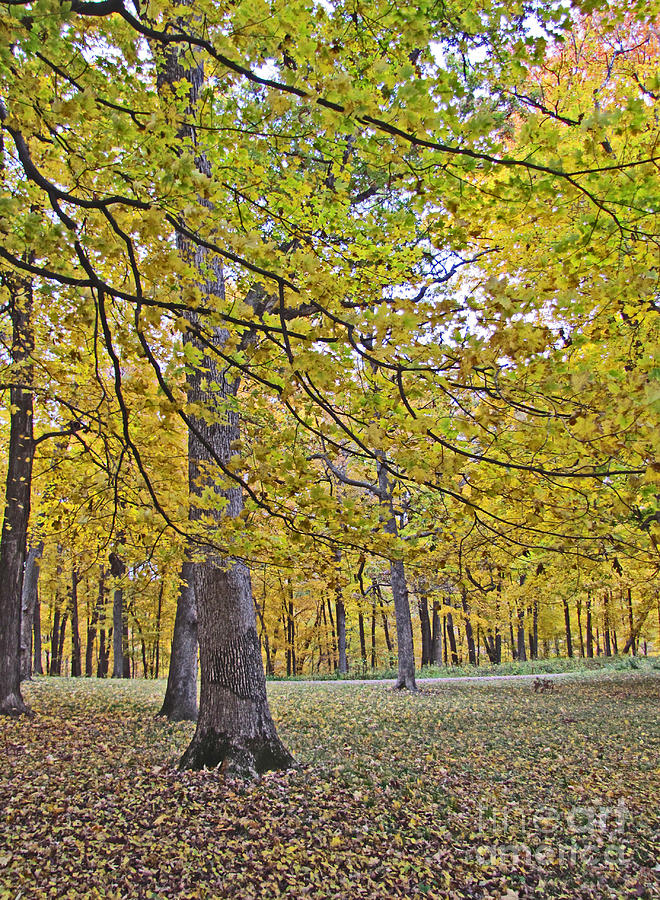 Iowa Forest During Autumn Photograph