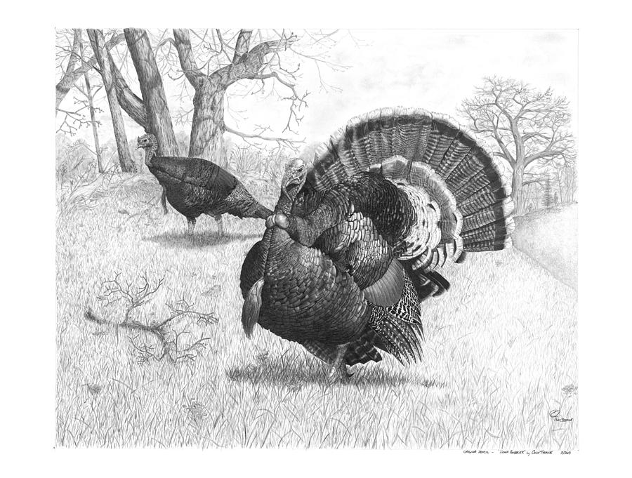 Turkey Drawing - Iowa Gobbler by Cody Thorne
