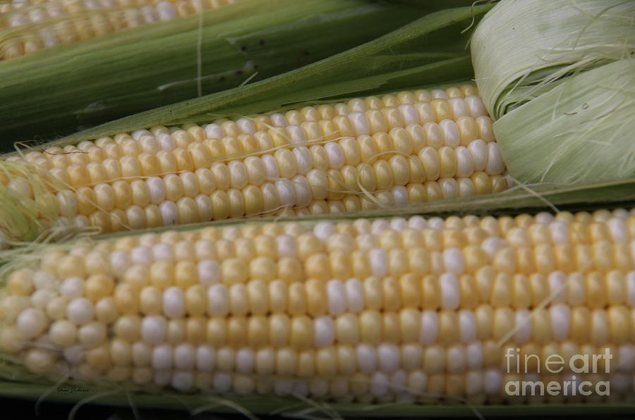 Iowa Sweet Corn Photograph by Yumi Johnson