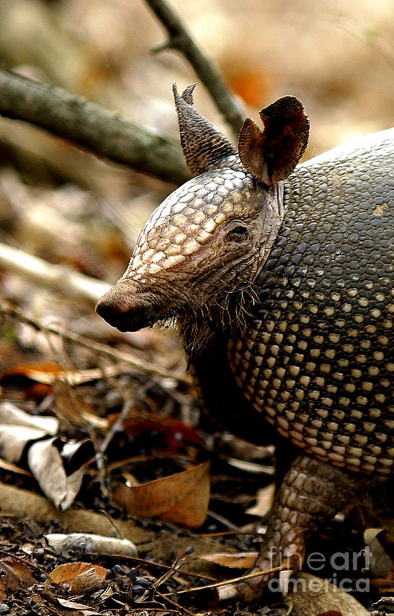 Nine Banded Armadillo Photograph by Robert Frederick