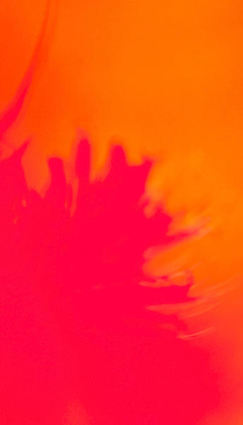 Floral Abstract I Photograph by Jani Freimann