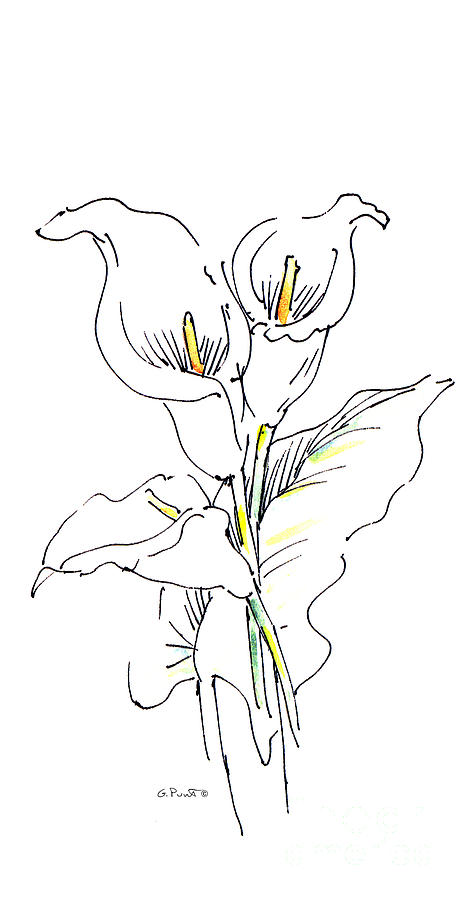 Lily Drawing - iPhone-Case-Lily-Painting2 by Gordon Punt