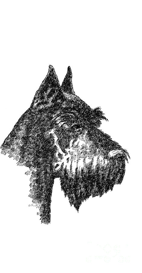 iPhone-Case-Schnauzer Drawing by Gordon Punt