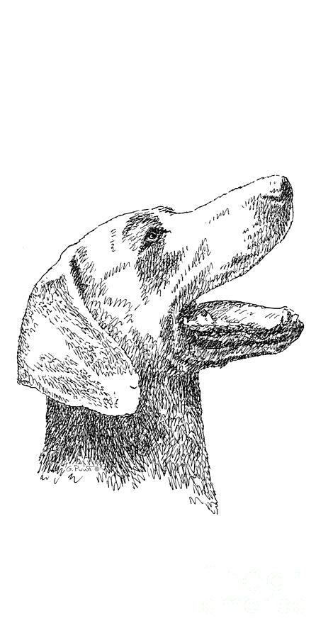 iPhone-Cover-Labrador Drawing by Gordon Punt