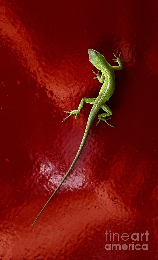 Lizard On Red Fender Photograph