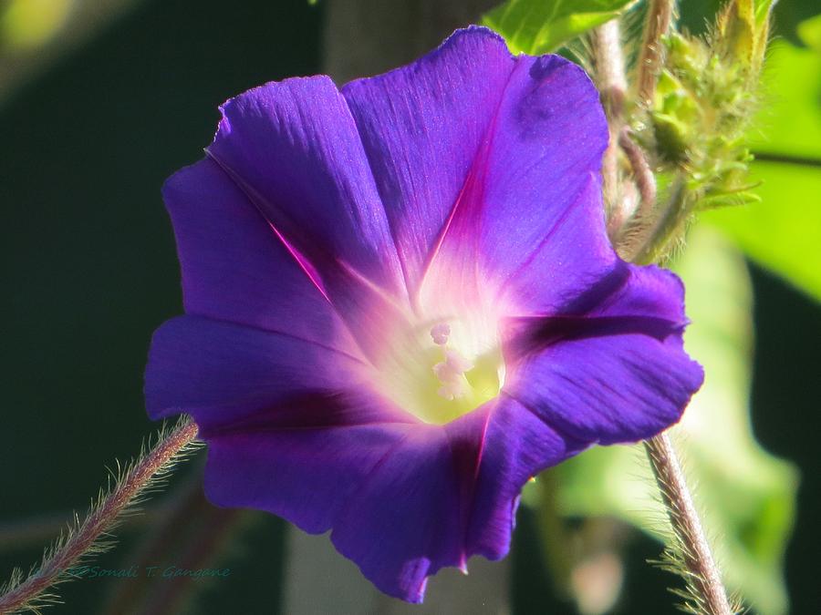 Ipomoea Nil Photograph by Sonali Gangane