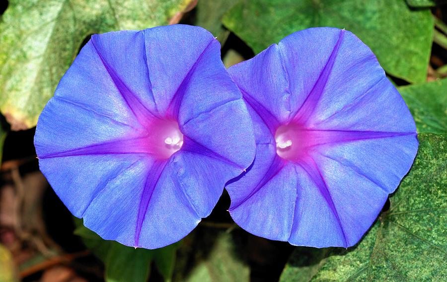 Ipomoea Purple Flowers Photograph by Taiche Acrylic Art