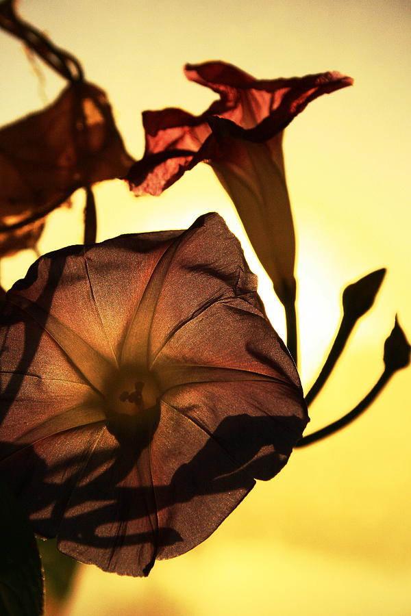 Ipomoea Rising Sun Behind 2 Photograph by Steven A Bash