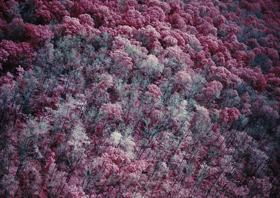 Ir Image Of Moth-damaged Forest Photograph by Robert Noonan