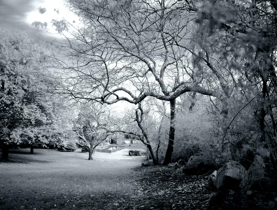 IR Scene Photograph by David DeCenzo - Fine Art America