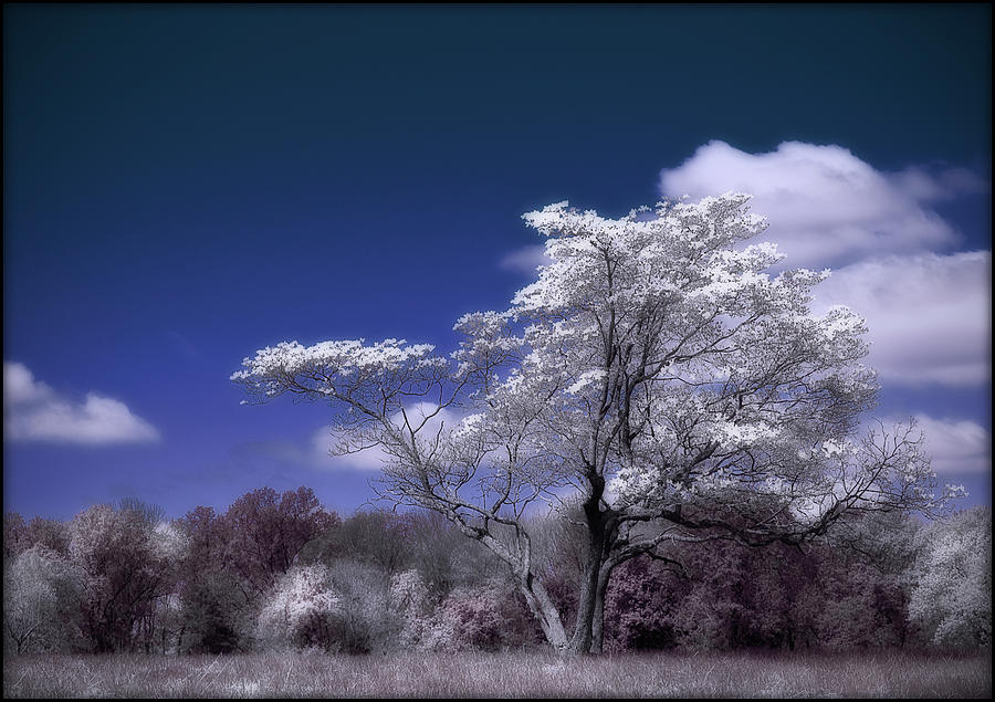 IR Tree Photograph by Rick Mosher