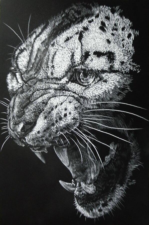 Wildlife Drawing - Ire by Barbara Keith