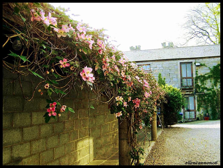 Flower Photograph - Ireland Floral Vine-topped Brick Wall by Ellen Cannon