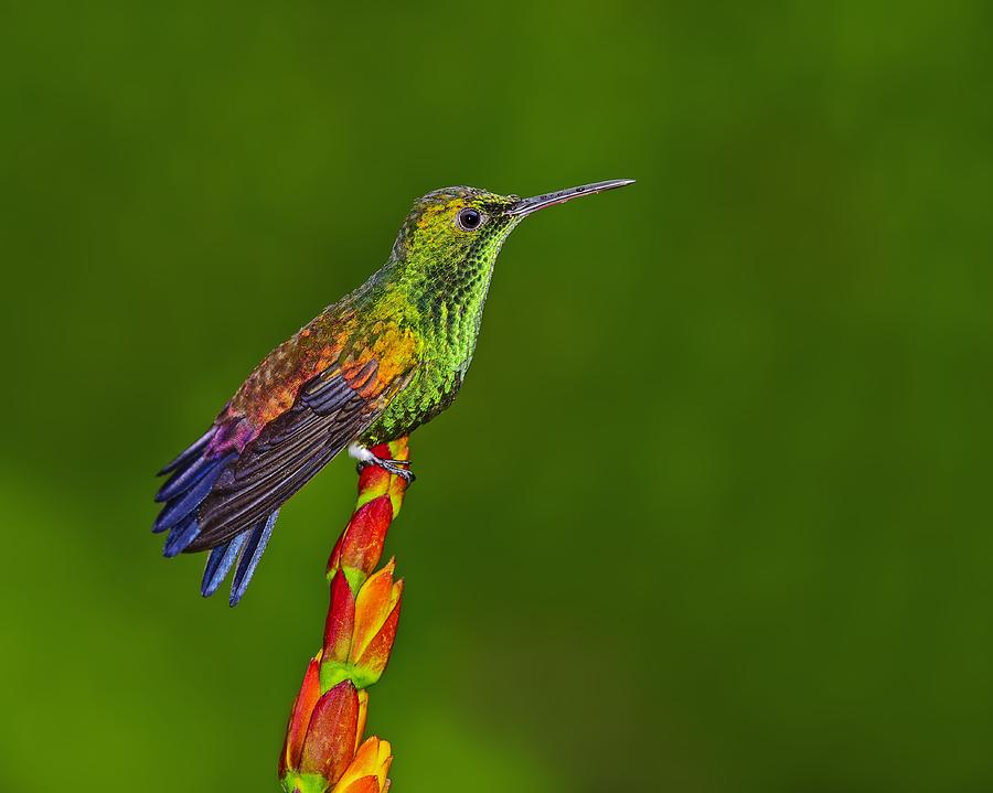 Hummingbird Photograph - Iridescence  by Tony Beck