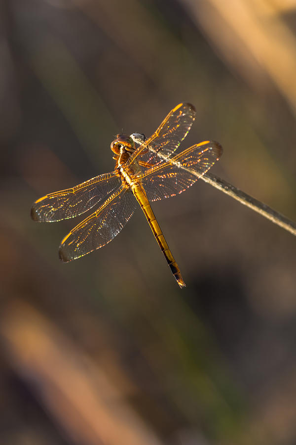 Iridescent Dragonfly Wings Photograph