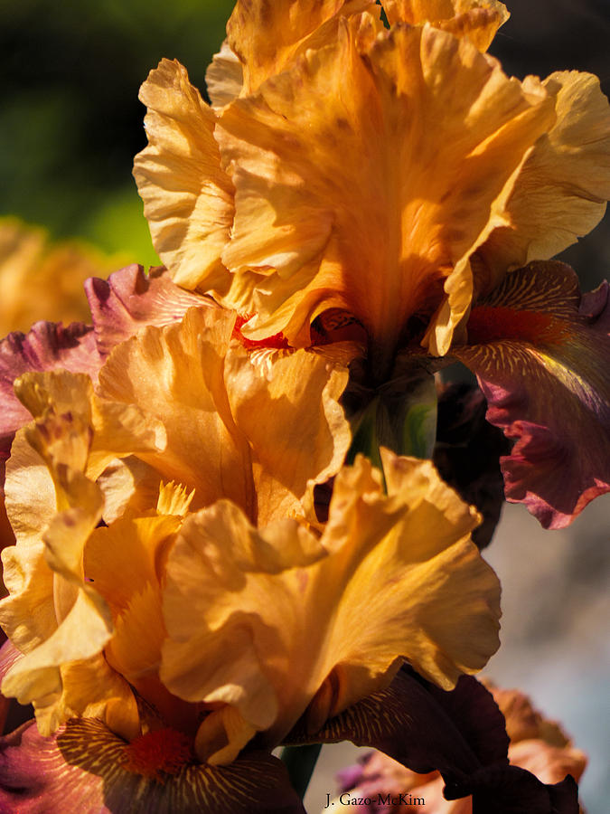 Iridescent irises Photograph by Jo-Anne Gazo-McKim