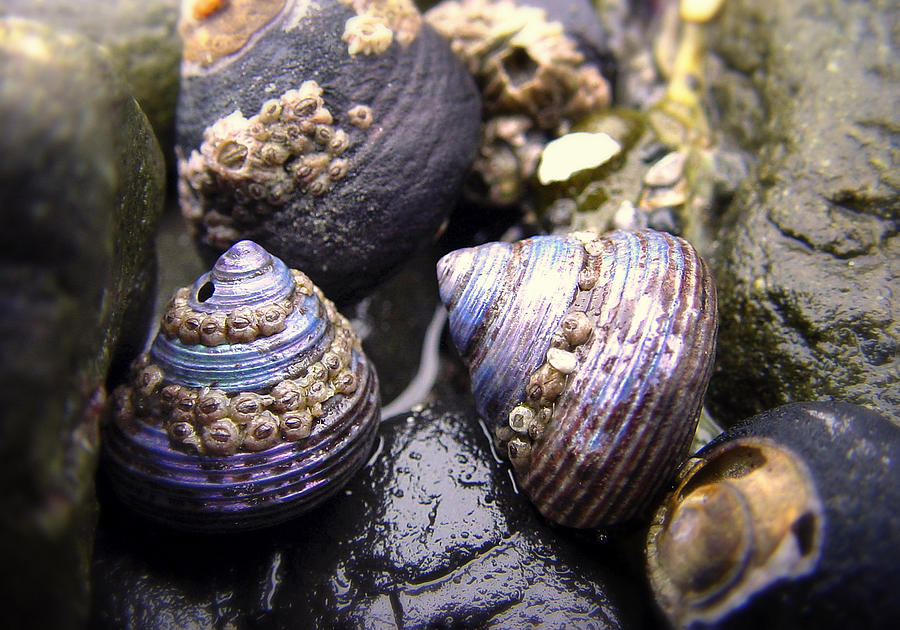 Iridescent Purple Seashells Photograph by Betty Depee
